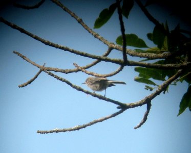 IMG 1564 c Blue-gray Gnatcatcher LaSalle FWA IN 7-31-2014 (Photo thru bins)