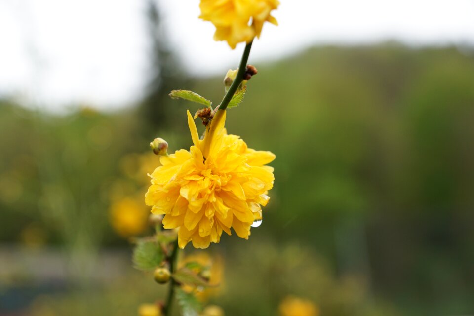 Bloom plant nature