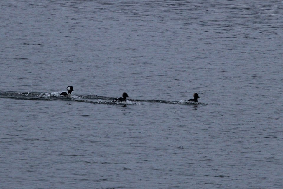 IMG 3296c Hooded Merganser Dam Kankakee IL 11-18-2018