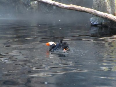 IMG 0266c Tufted Puffin Museum Seward-AK 8-19-2018