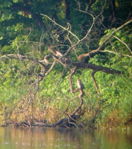 DSCN3545 c Great Horned Owl Kankakee IL 7-7-2014 (Photo thru bins)