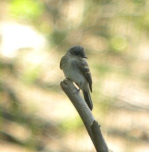 DSCN3712 c Eastern Phoebe  Kankakee IL 7-28-2014