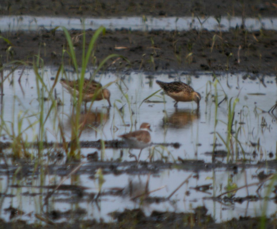 DSCN3551 c Dowitcher Whispering Willows Bourbonnais IL 7-18-2014