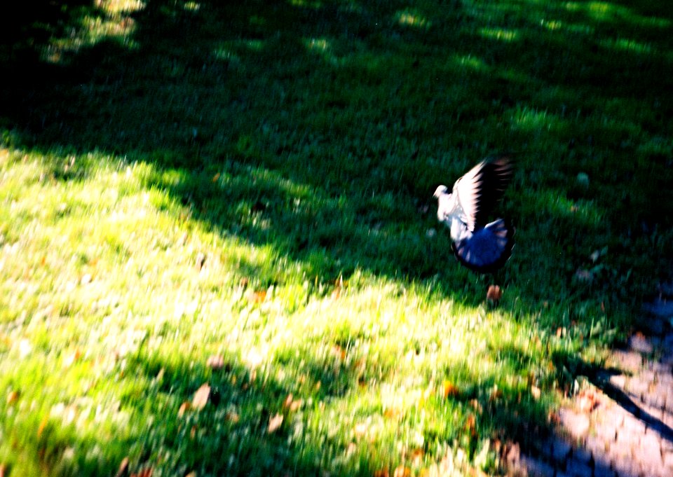 Minolta Hi-Matic G - A Piegeon