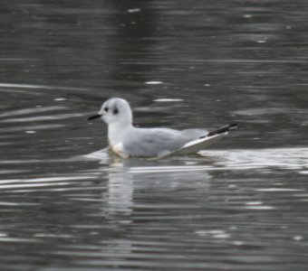 DSCN2879 c Bonaparte's Gull Kankakee IL 3-28-2014
