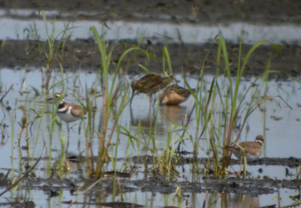 DSCN3562 c Dowitcher Whispering Willows Bourbonnais IL 7-18-2014