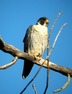 DSCN3006 c Peregrine Falcon (Adult) Kankakee IL 8-13-10 photo