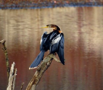 Anhinga at Ocmulgee National Park photo