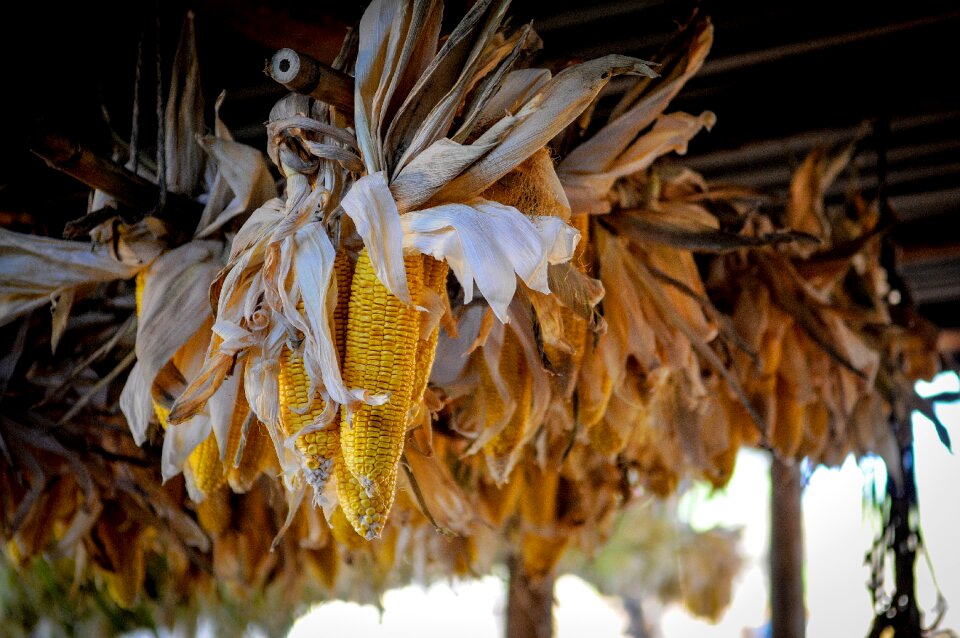 Yellow wheat brown vegetables