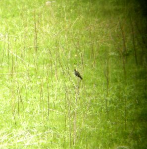 DSCN3179 c Bobolink Bourbonnais  IL 5-7-2014 (Photo thru bins)
