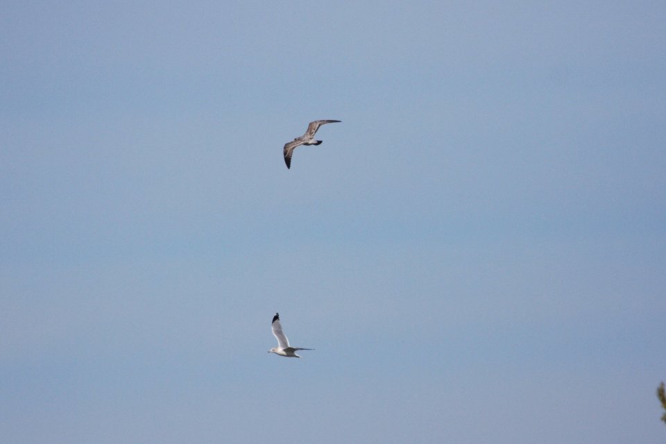 IMG 2719c Ring-billed and Herring Gull Dam Kankakee IL 10-22-2018