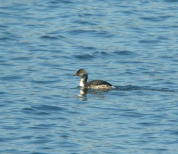 DSCN6385 c Horned Grebe Willow Slough Morocco IN 3-28-11