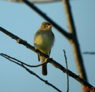 DSCN3363 c Willow Flycatcher TNC Kankakee Sands IN 5-31-2014