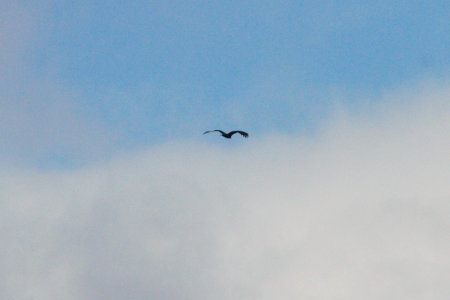 IMG 3148c Turkey Vulture LeVasseur Park Kankakee IL 11-8-2018