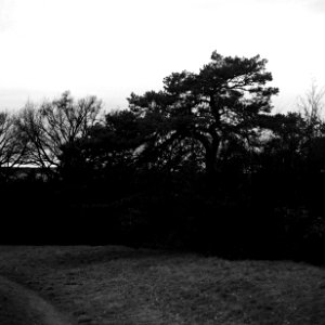 Flexaret 3a - Pine Tree