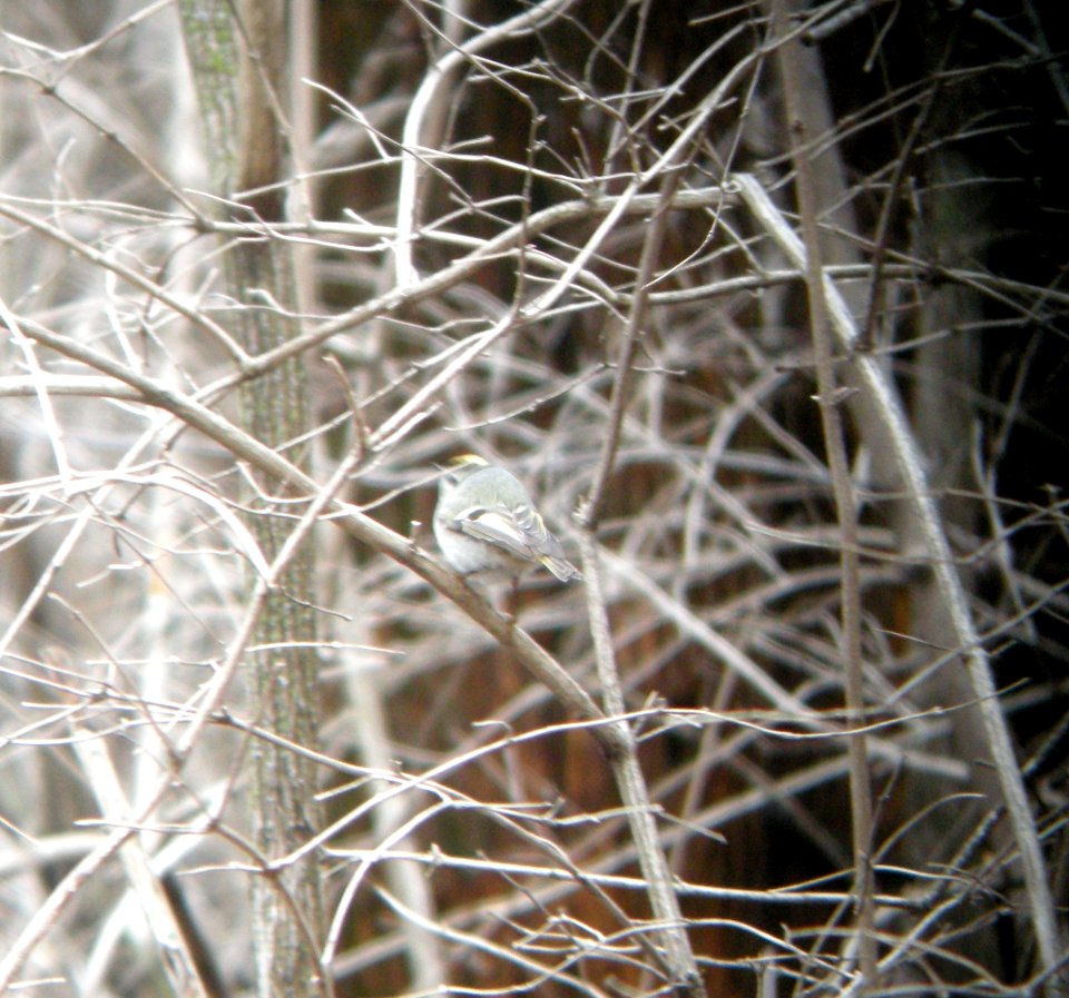 DSCN2949 c Golden-crowned Kinglet Bourbonnais IL 4-3-2014 (Photo thru bins)