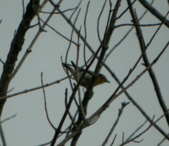 DSCN3843 c Yellow-throated Vireo LaSalle FWA IN 8-7-2014