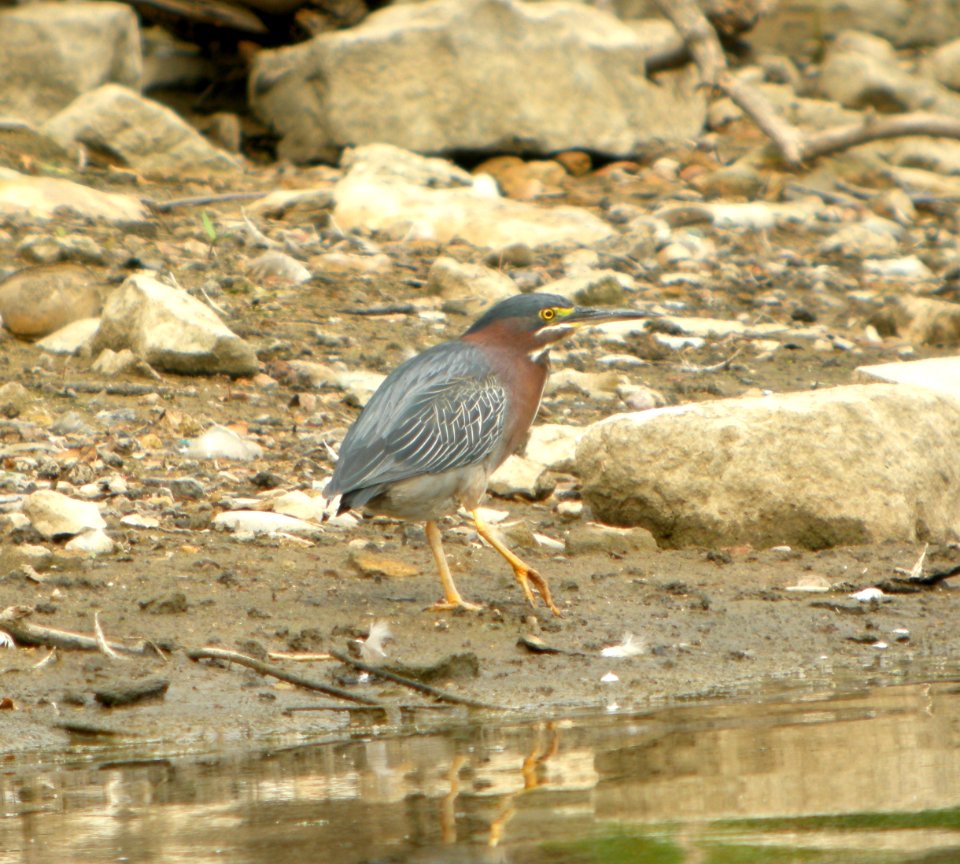 DSCN3841 c Green Heron Kankakee IL 8-6-2014