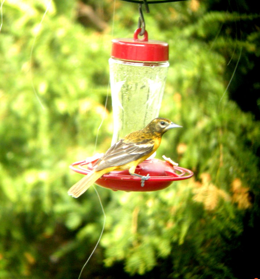 DSCN3183 c Baltimore Oriole  Kankakee IL 5-7-2014 (Photo thru bins)
