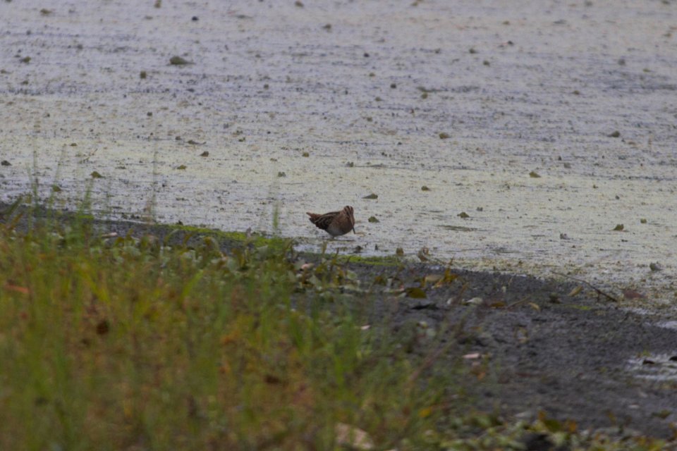 IMG 2299C Wilson's Snipe Willowhaven Kankakee Co IL 10-1-2018