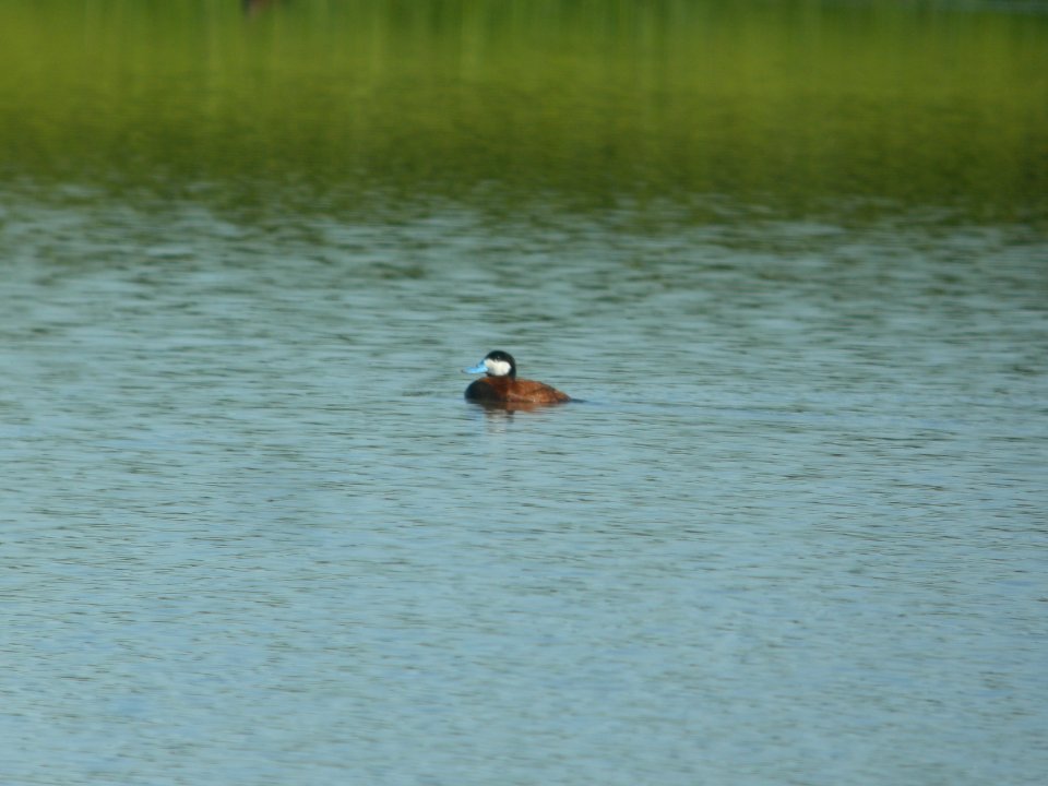 DSCN0145c Ruddy Duck Willowhaven Area Kankakee Co IL 7-17-2018