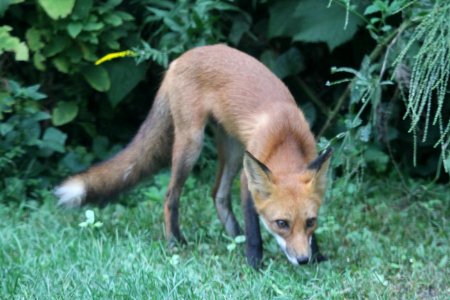 IMG 1505c Red Fox Hse Kankakee IL 8-31-2018