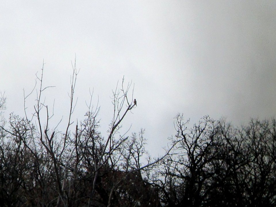 IMG 0476c Merlin Metro-sewer Kankakee Co IL 11-19-2018