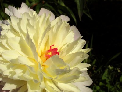 Garden white pink