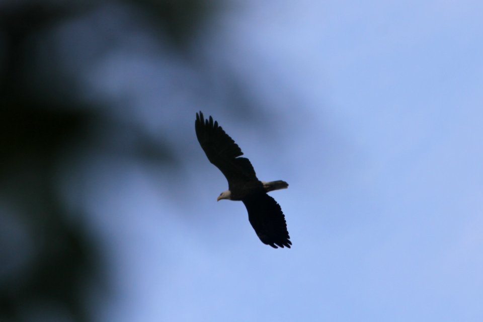 IMG 1862c Bald Eagle LeVasseur Park Kankakee IL 9-22-2018