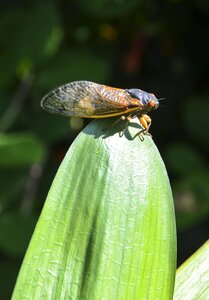 Cicada nj cicada cicada on leaf