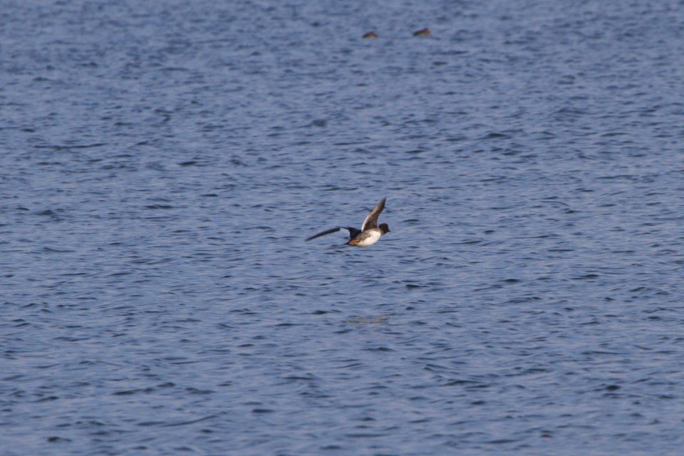 IMG 3362c Common Goldeneye Willow Slough FWA IN 11-29-2018