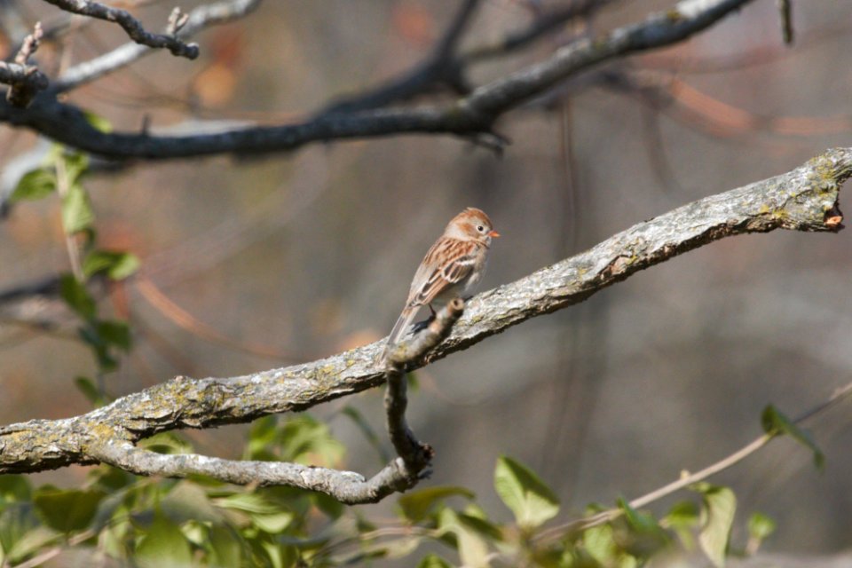IMG 3169c Field Sparow Perry Farm Park Kankakee IL 11-8-2018