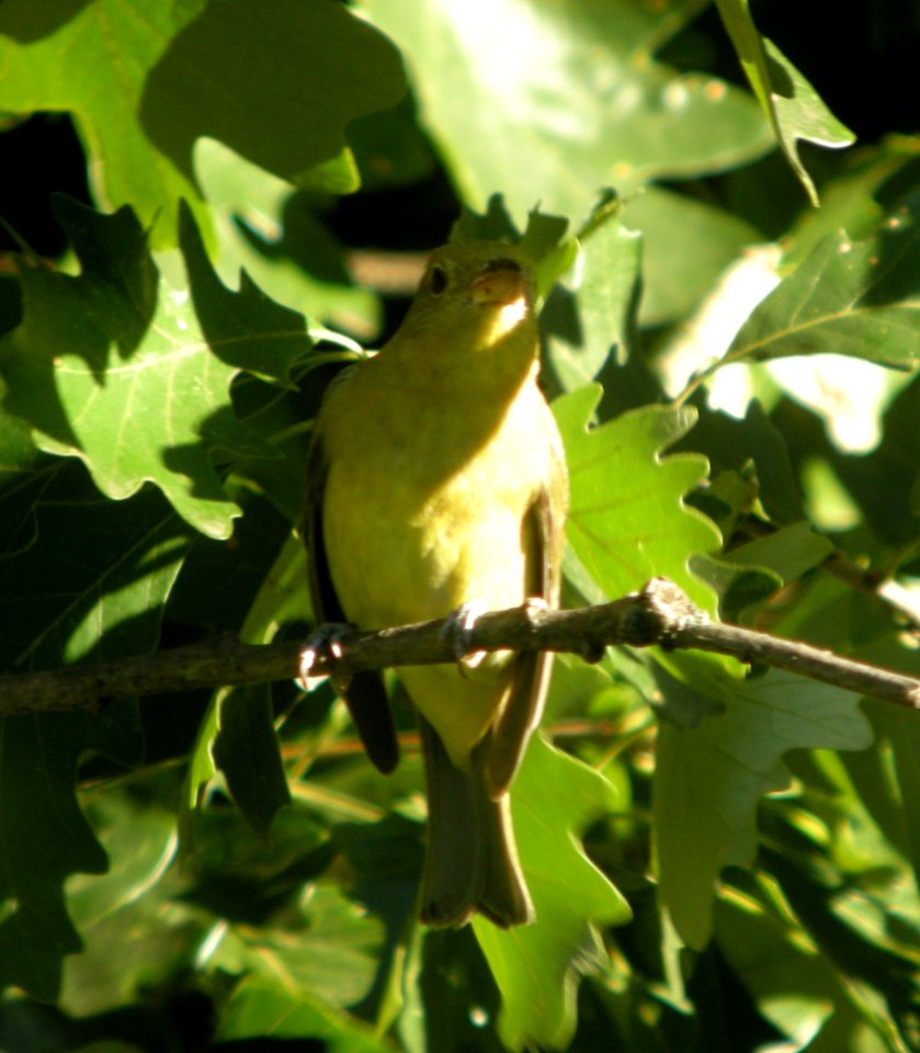 DSCN0609 c Scarlet Tanager Kankakee Co IL 9-12-2013