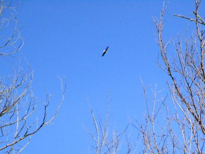 IMG 0494c Bald Eagle Gar Creek Kankakee IL 12-18 2018