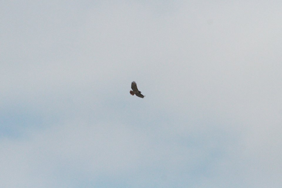 IMG 3149c Red-tailed Hawk LeVasseur Park Kankakee IL 11-8-2018
