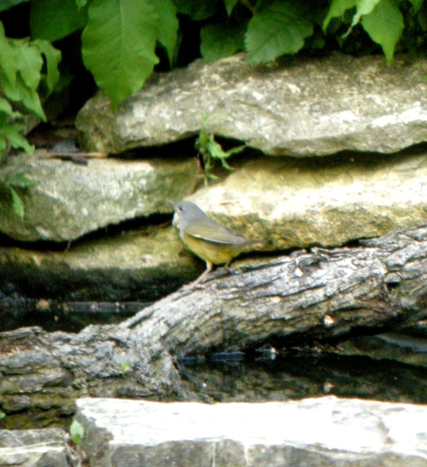 DSCN3372 c Mourning Warbler  Kankakee IL 5-29-2014 (Photo thru bins)