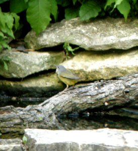 DSCN3372 c Mourning Warbler  Kankakee IL 5-29-2014 (Photo thru bins)