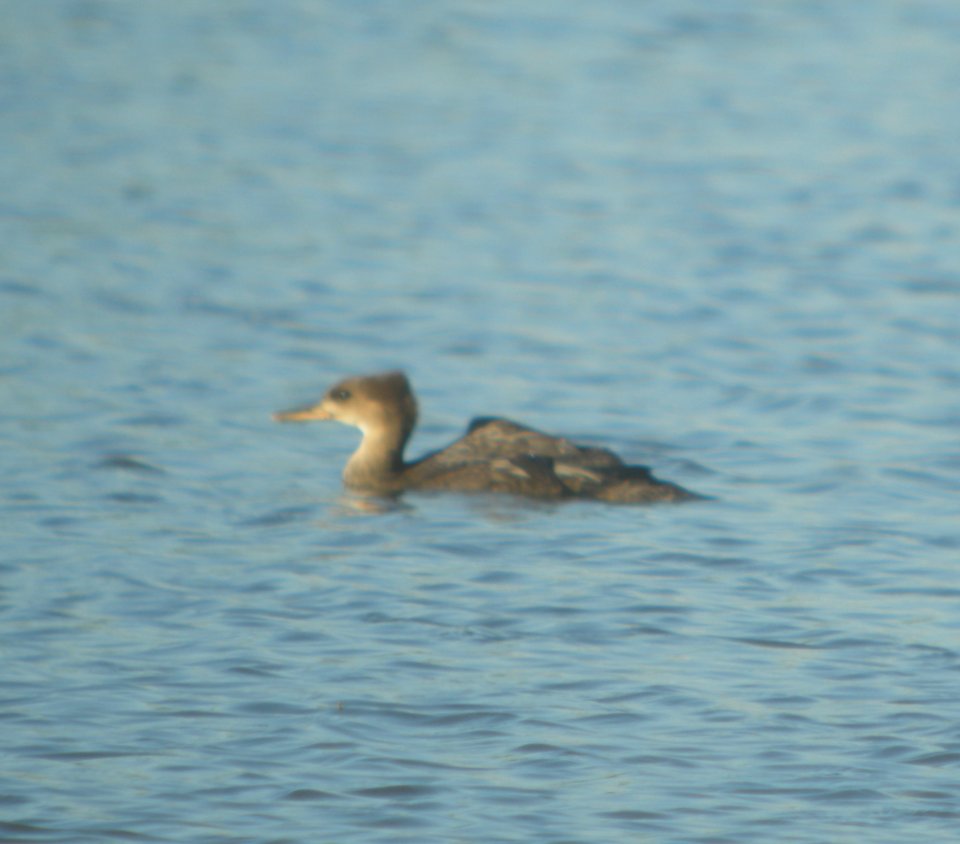 DSCN3500 c Hooded Merganser  Bourbonnais IL 7-16-2014