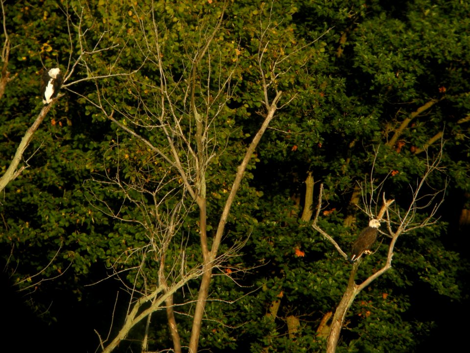 DSCN0049c Bald Eagles LeVasseur Park - Perry Farm Kankakee Co IL 9-26-2018