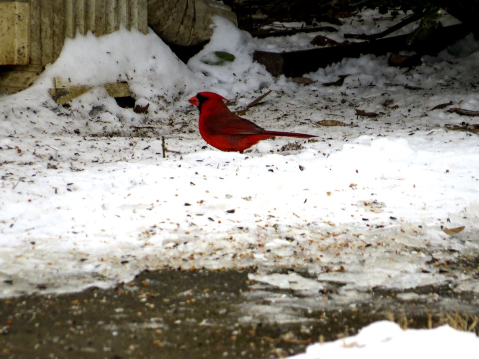 Cardinal in the Snow