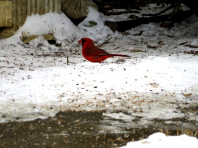 Cardinal in the Snow