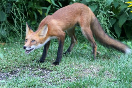 IMG 1317 Red Fox Hse Kankakee IL 8-25-2018 photo