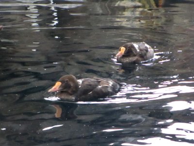 IMG 0256c King Eider Museum Seward AK 8-19-2018
