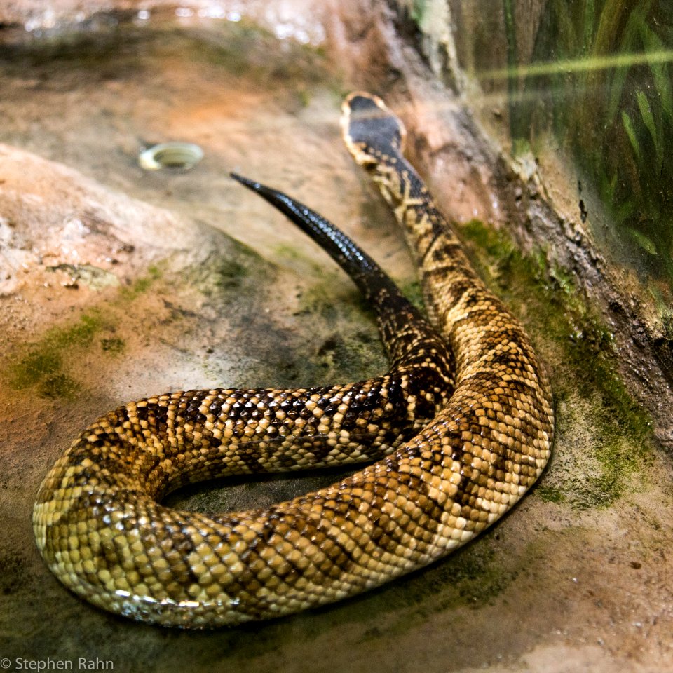 Zoo Atlanta Cottonmouth