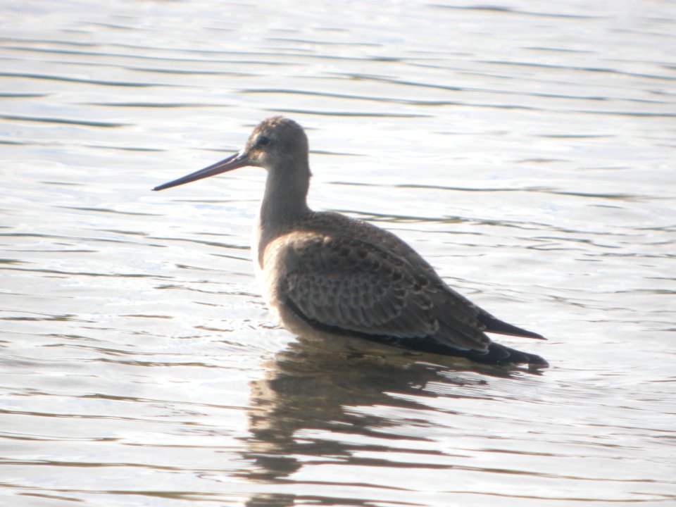 DSCN0617c Hudsonian Godwit Potter Marsh Boardwalk Anchorage AK 8-22-2018