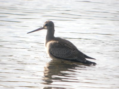 DSCN0617c Hudsonian Godwit Potter Marsh Boardwalk Anchorage AK 8-22-2018