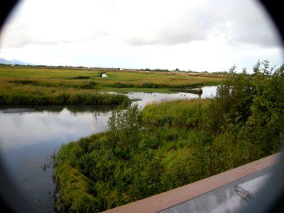 DSCN0456c Potter Marsh Boardwalk Anchorage AK 8-16-2018