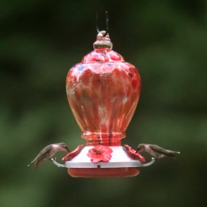 Hummingirds in Macon, Georgia on 7-18-19