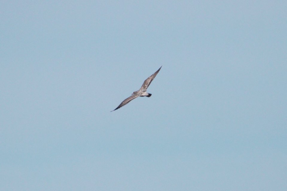 IMG 2718c Herring Gull Dam Kankakee IL 10-22-2018