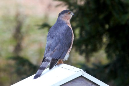 IMG 3118c Cooper's Hawk Hse Kankakee IL 11-7-2018